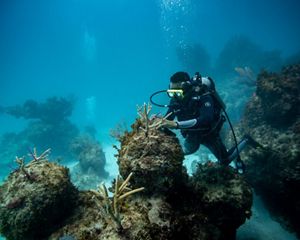 First-of-its-kind habitat map guided reef restoration efforts in one of the Dominican Republic’s most vital marine areas