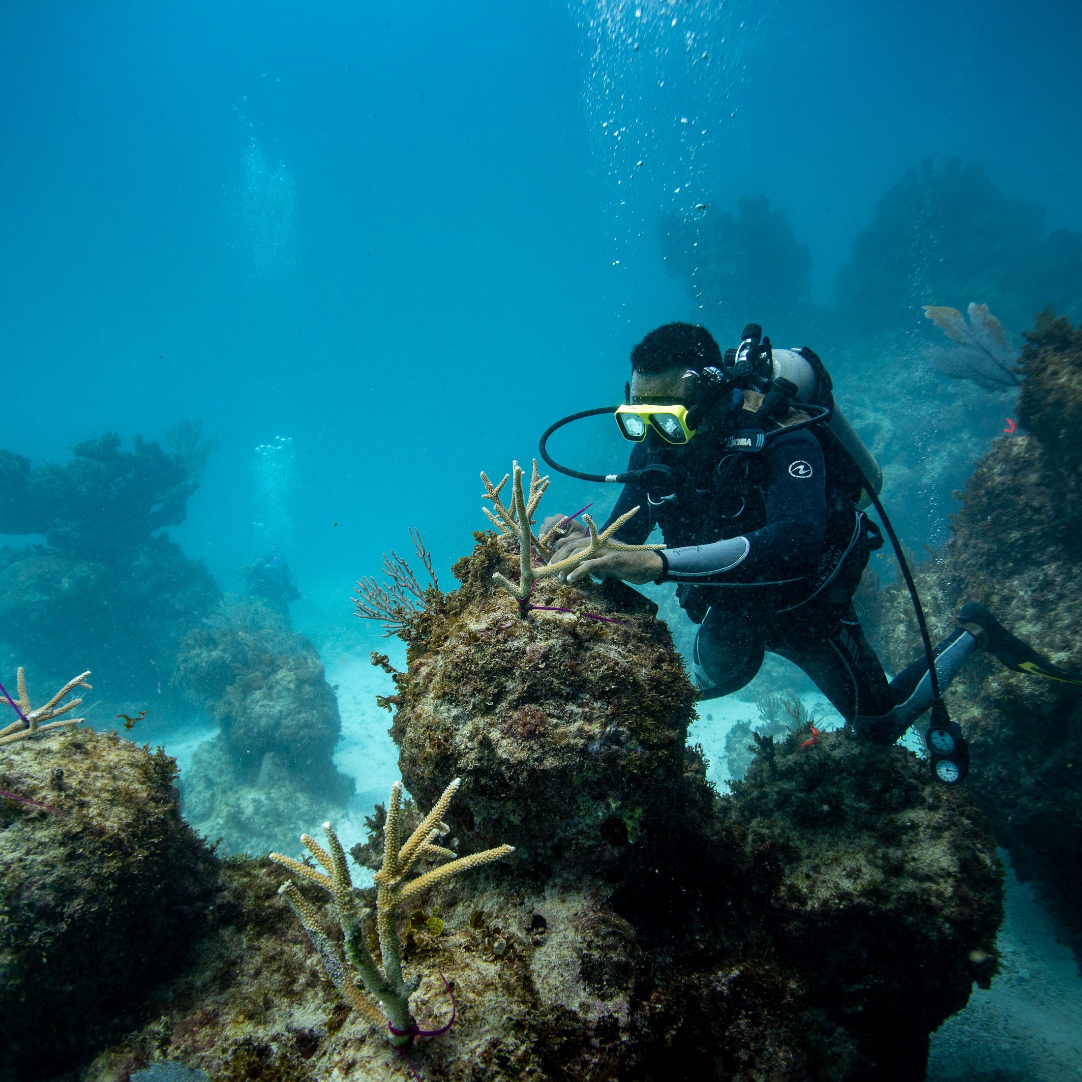 A scuba diver attaches pieces of coral to a coral-covered rock.