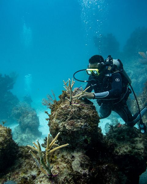 First-of-its-kind habitat map guided reef restoration efforts in one of the Dominican Republic’s most vital marine areas