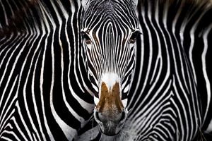 A zebra looks toward the camera.