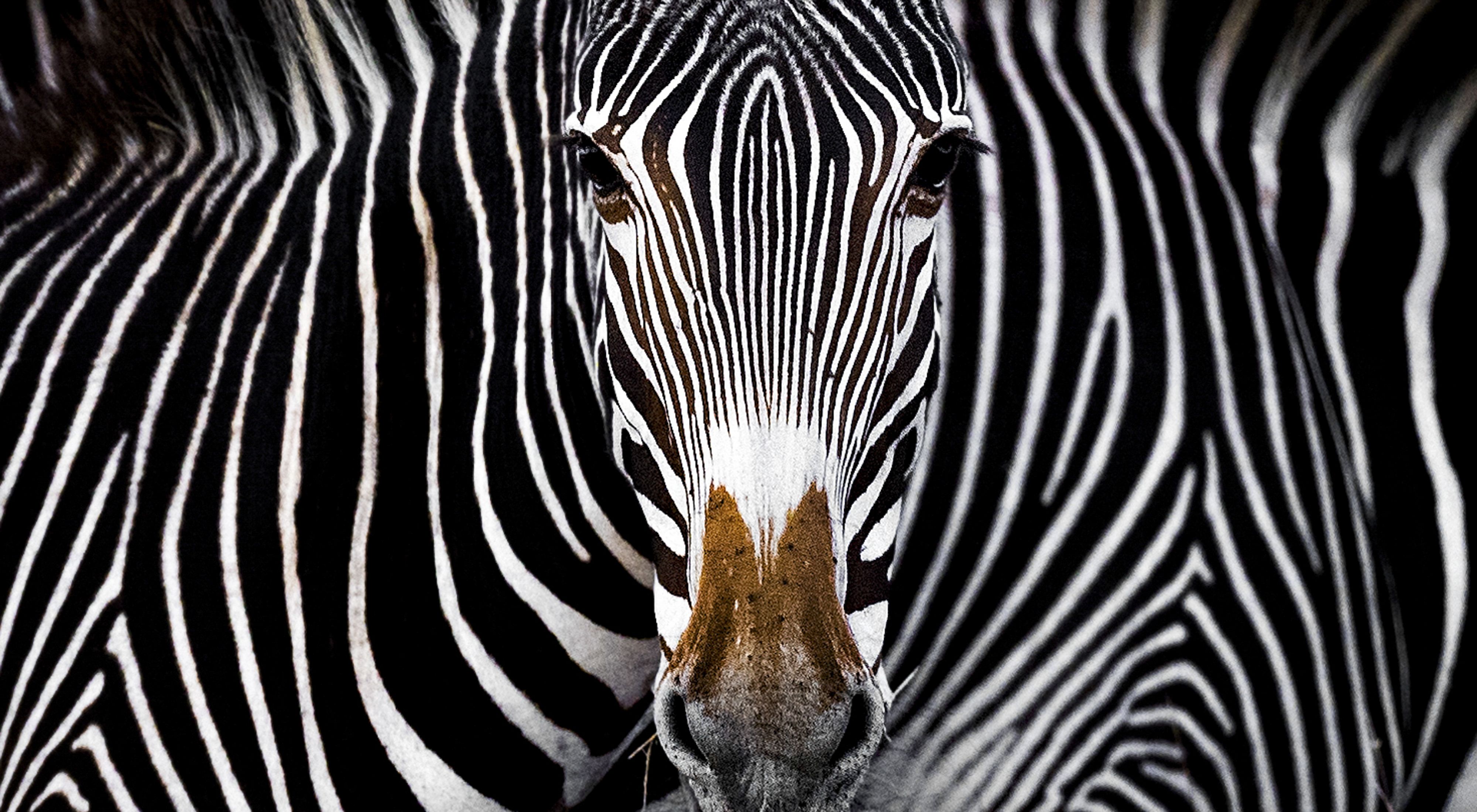 Closeup of a zebra staring into the camera.
