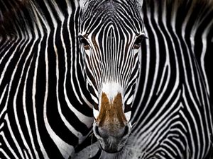 a close up photo of a zebra looking to camera