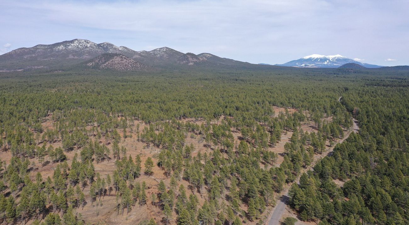 Ariel shot of a pine forest with snowcapped mountains in the distance.