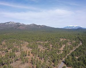 Ariel shot of a pine forest with snowcapped mountains in the distance.