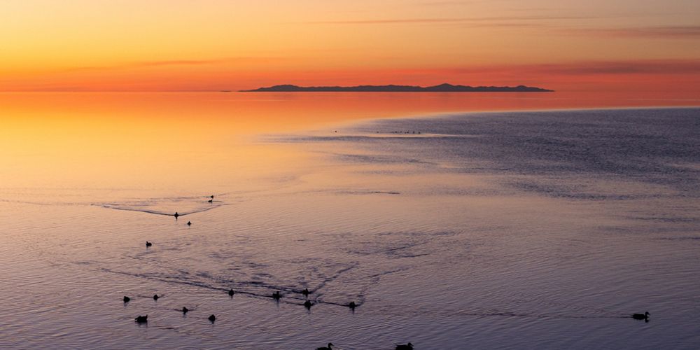A group of birds on a lake with a pretty sunset in the distance.