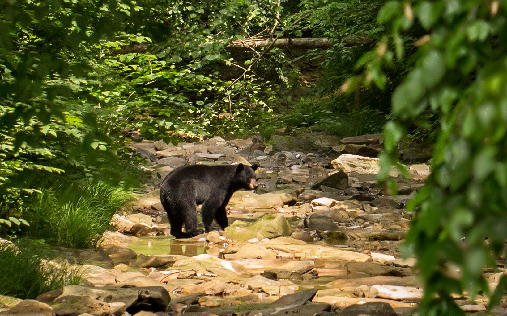 A black bear standing in a rocky stream surrounded by forest. 