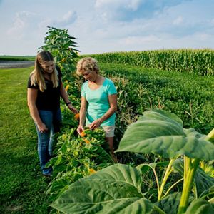 Two women examine crops in a field. 