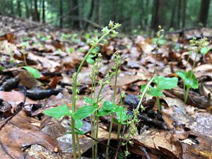 Heart-leaved twayblade orchid growing from leaf litter on the forest floor. 