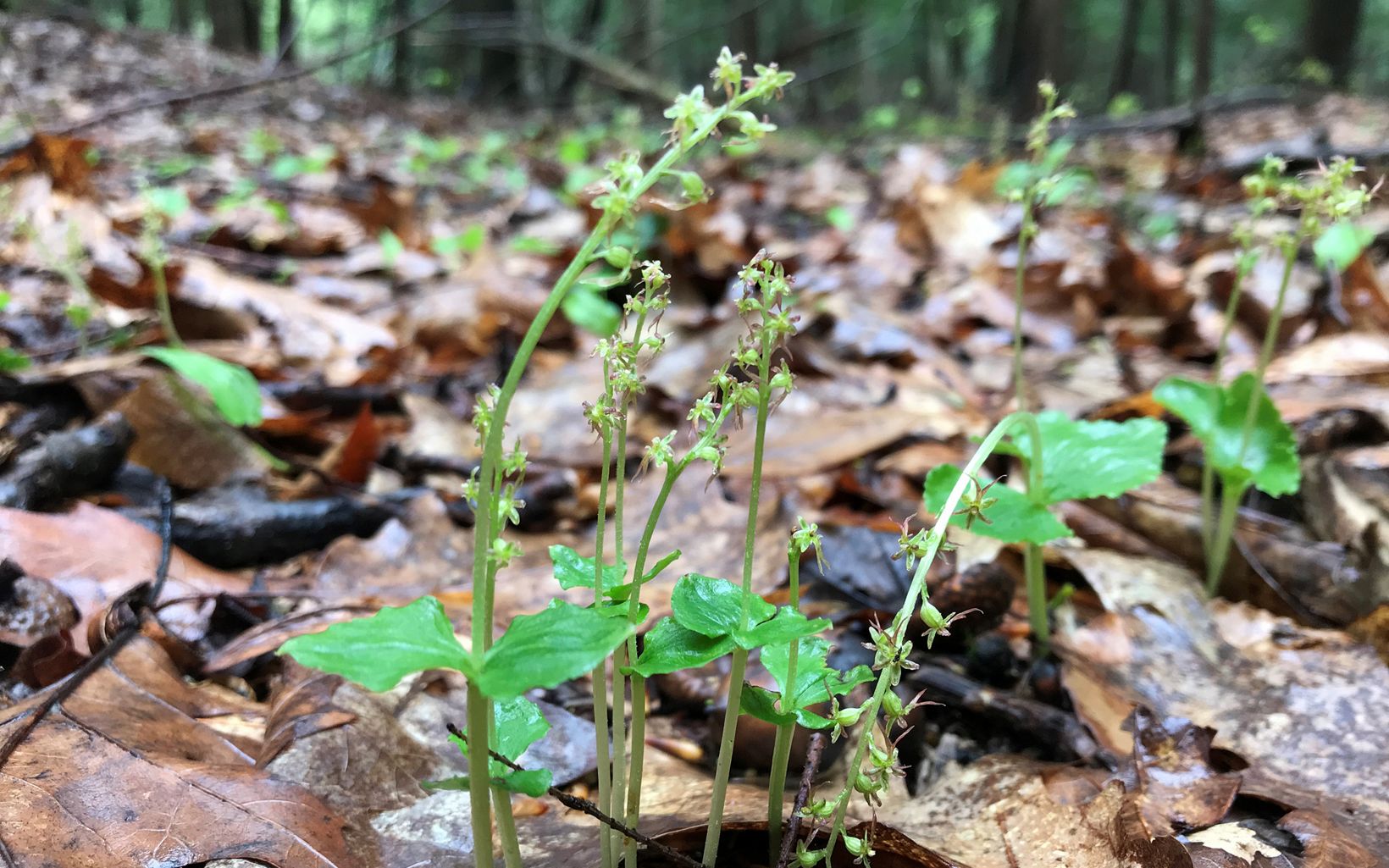 Heart-leaved twayblade orchid plants growing from leaf litter on the forest floor. 