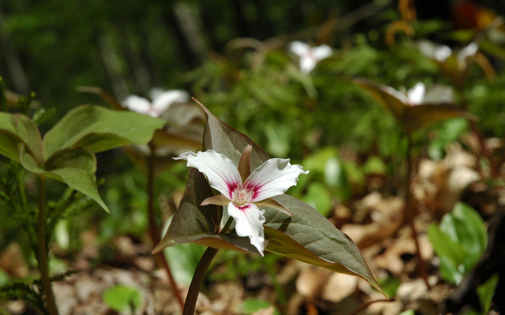 A painted trillium blooming on the forest floor. 