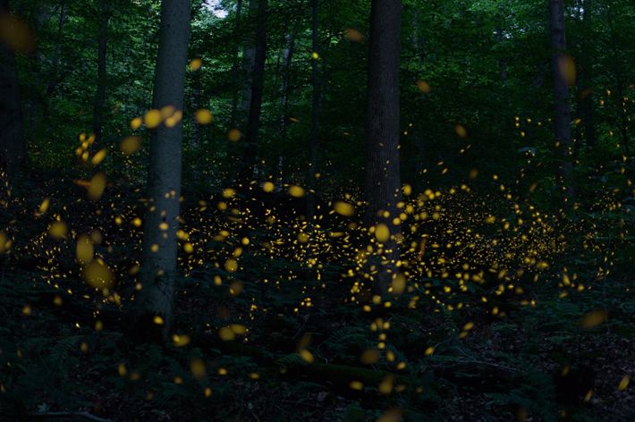 Several yellow orbs swirl around a forest dense with trees.