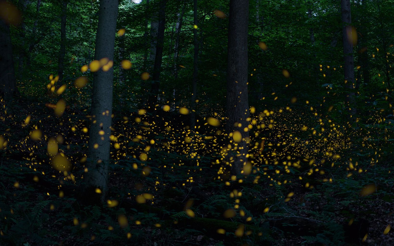 A gathering of glowing fireflies along a forest edge. 