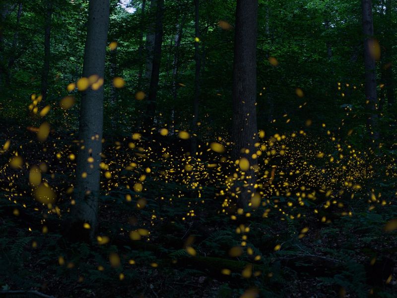 Synchronous fireflies (Phototinus carolinus) light up the night sky at TNC's Edge of Appalachia Preserve.