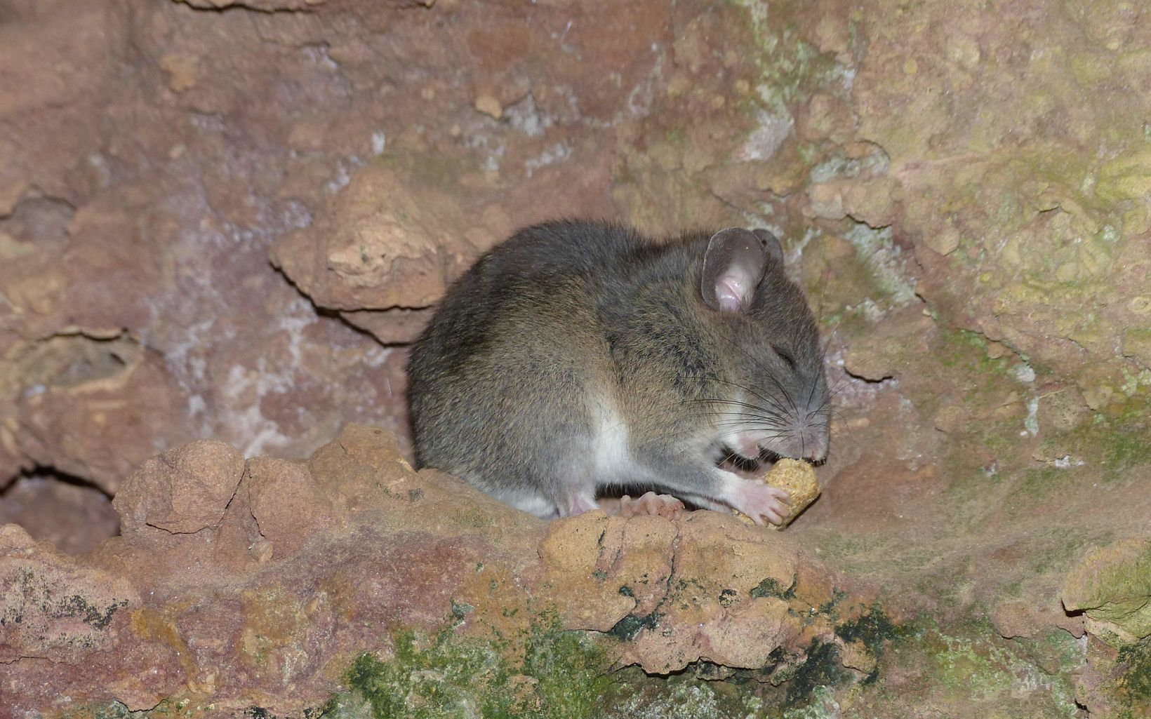 A small brownish-grey rat chewing on a piece of wood.