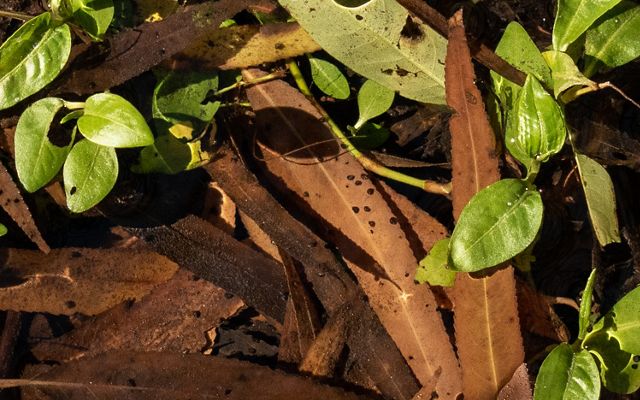 Green leaves surround brown leaves with little black dots of them, representing tiny freshwater snails.