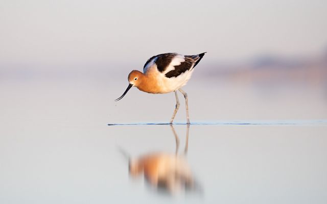 A long-legged brown-and-white bird walks in a shallow lake.