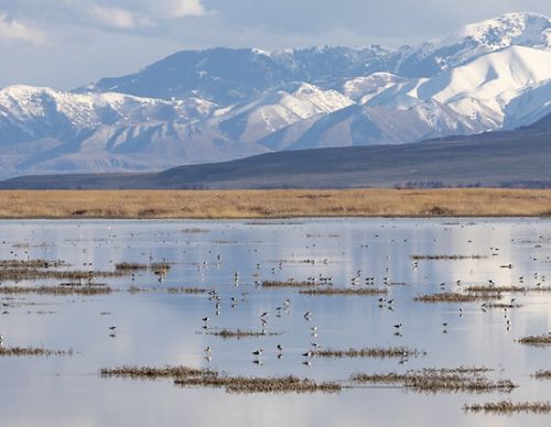 A group of birds feeding in a shallow lake.