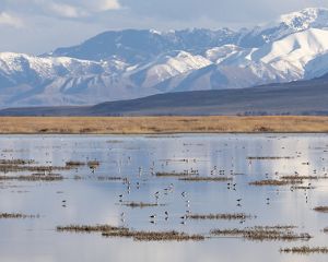 A group of birds feeding in a shallow lake.