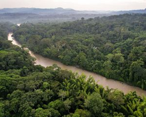 Vista aérea de un estrecho río de agua marrón claro que atraviesa una densa selva tropical llena de árboles de color verde oscuro.