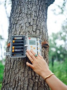 Recording the Forest