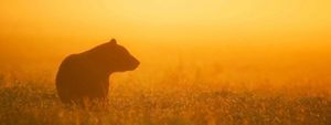 A black bear standing in a meadow, silhouetted against an orange sunset. 