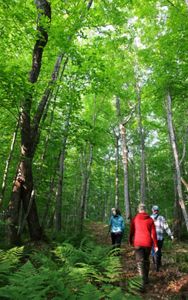 Three people hiking in a forest. 