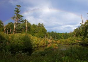 A small stream running through a woodland. 