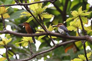 Two siheks – an endangered bird recently returned to the wild – sit on a branch.