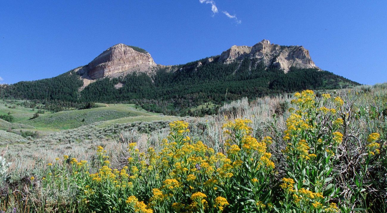 Wildflowers on Heart Mountain.