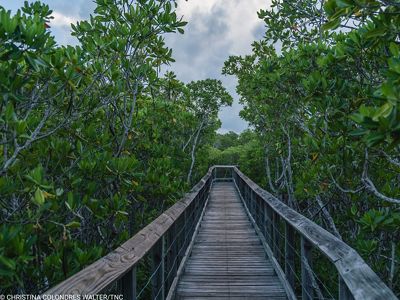 A wooden boardwalk extends into a dense mangrove forest.
