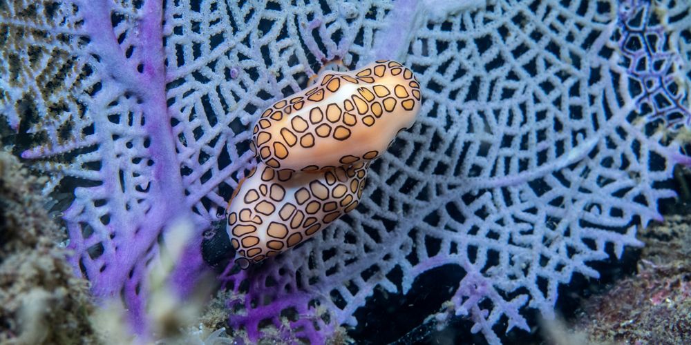 Underwater view of sea creatures amidst delicate lacy coral.
