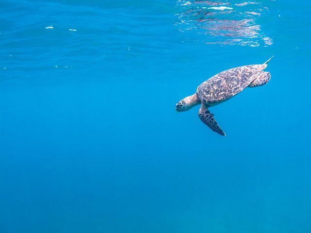 Underwater view of a sea turtle swimming in bright blue waters.
