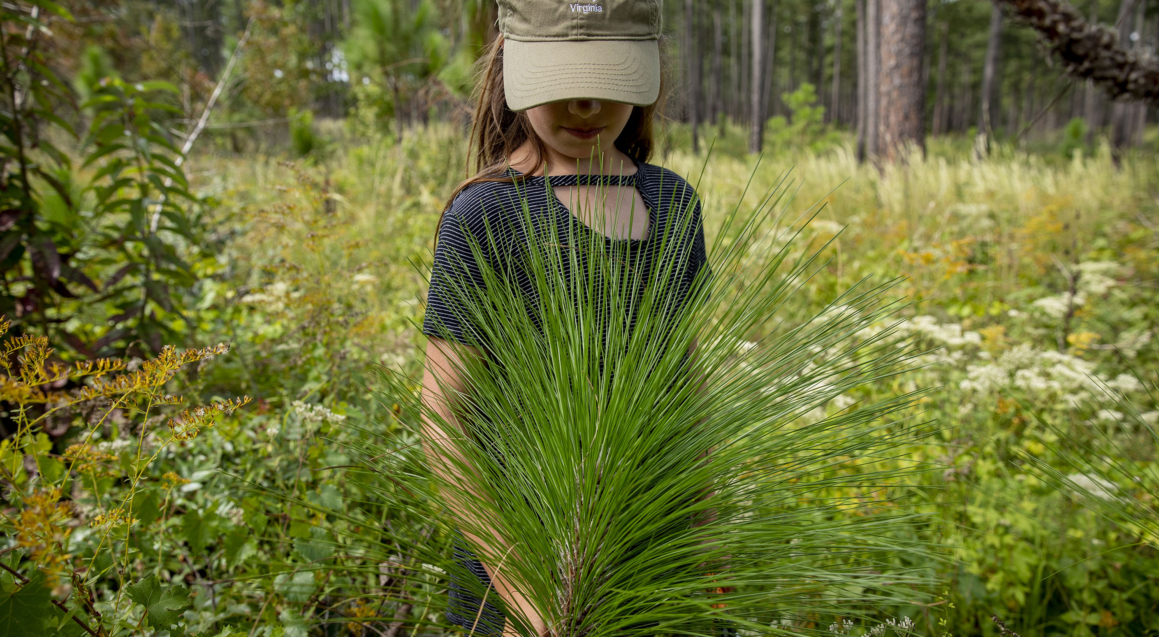 A young girl looks down on the spikey green needles of a longleaf pine seedling at TNC's Piney Grove Preserve. Tall flowers and grasses grow behind her.