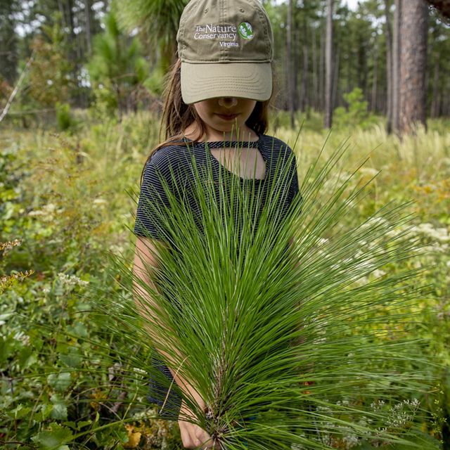 A girl stands in a cap stands in a forest of green, white, and yellow growth next to a green longleaf pine tree in the bottlebrush stage.