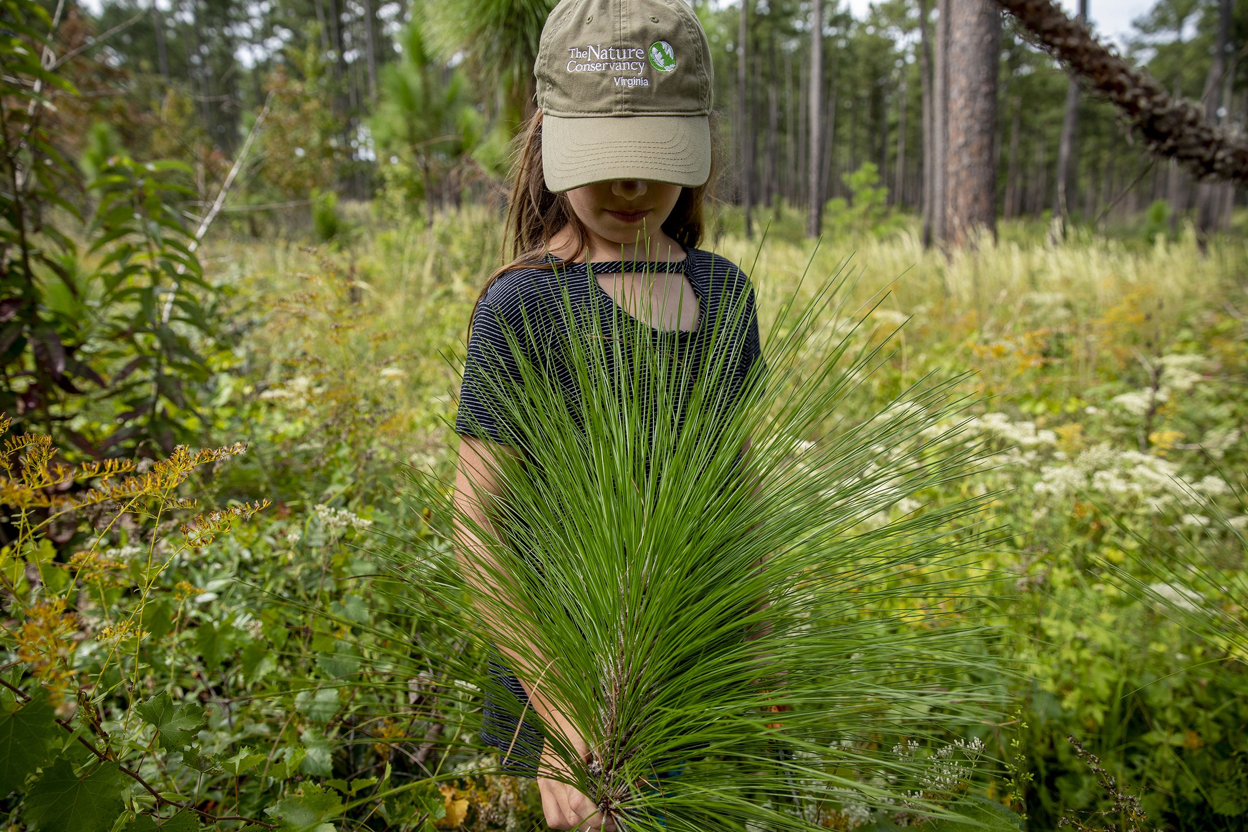 A young girl stands behind a longleaf pine seedling. The top of the seedling spreads out with long needles. She is looking down, her face partly obscured by the brim of the TNC ballcap she is wearing.