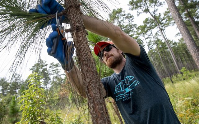Josh Chapman reaches up to grasp and snip off the bushy branch of a longleaf pine tree. He stands in an open savanna ringed by tall pines.