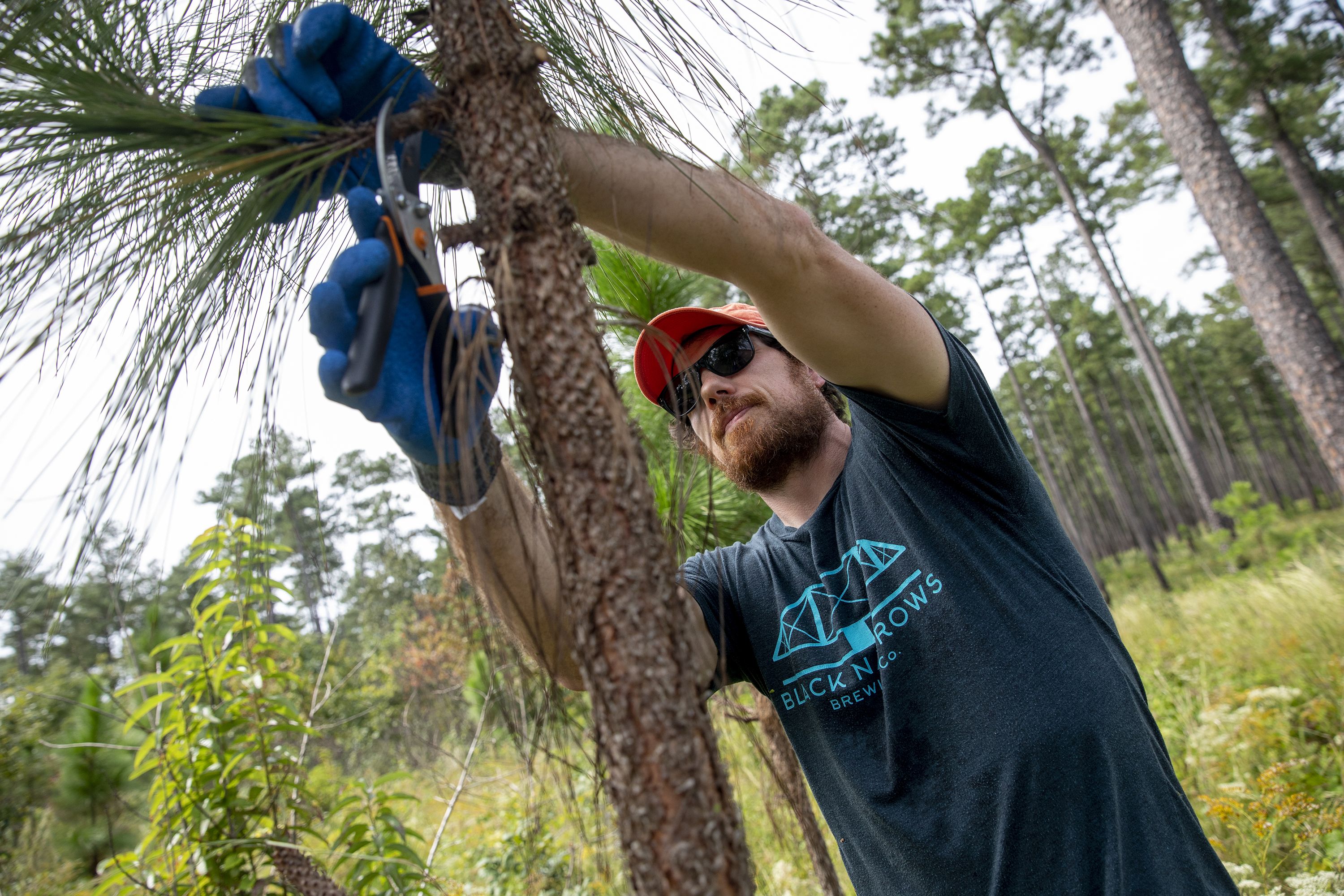 A man wearing a blue shirt holds a pine branch steady with one hand while he reaches up with the other to cut it close to the trunk of the tree. The open savanna behind him is lined with tall pines.
