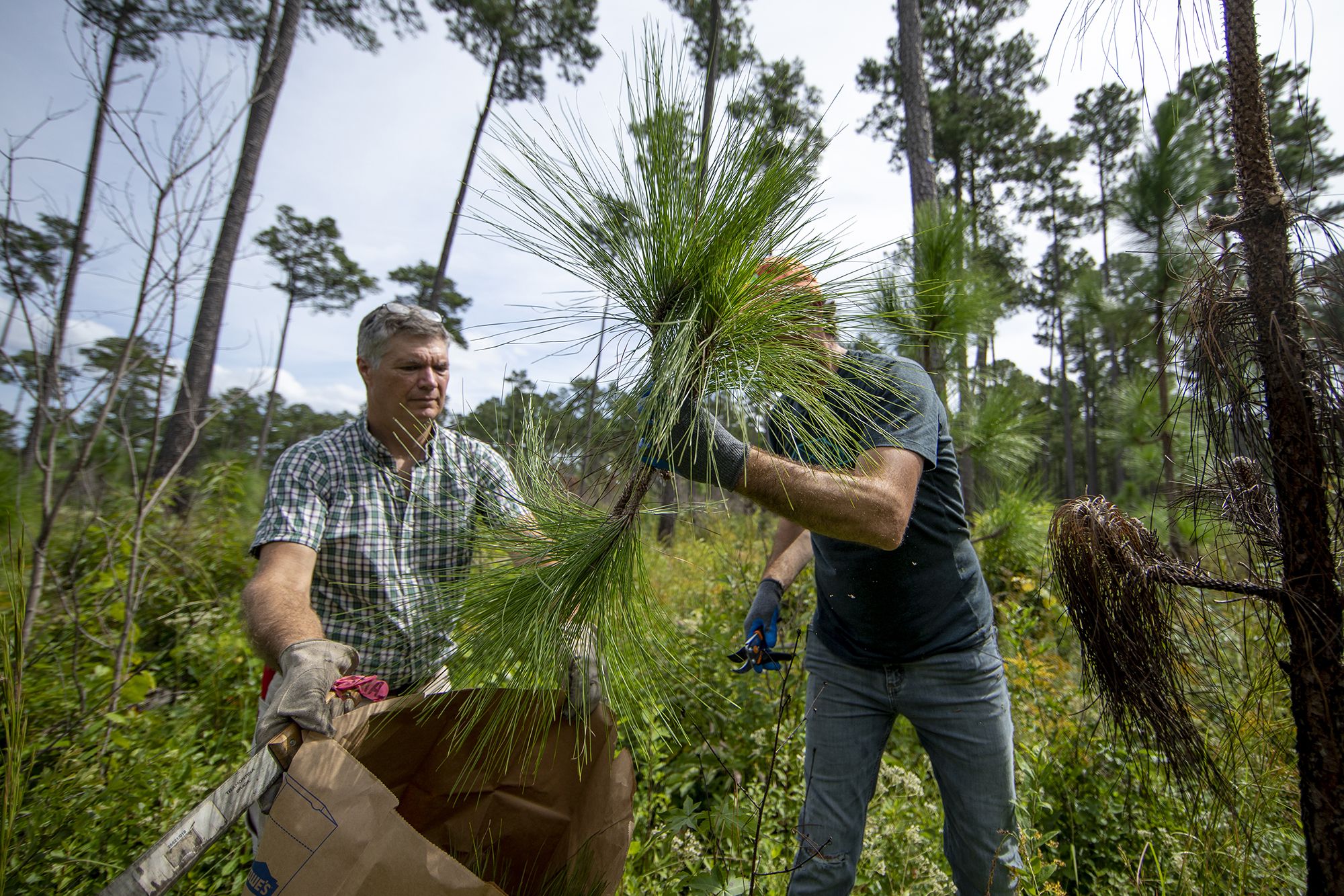 A man holds open a large brown sack. A second man places a long pine branch into the bag. The second man's face is obscured by the branch's long pine needles.