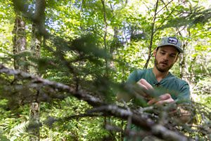 A man stands behind the branches of a red spruce tree collecting the fresh young tips for use in brewing a beer.