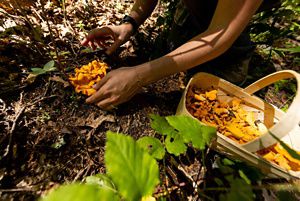 A person reaches down to gently cup a chanterelle mushroom before cutting and collecting it. A large basket sits nearby already full of foraged chanterelles.