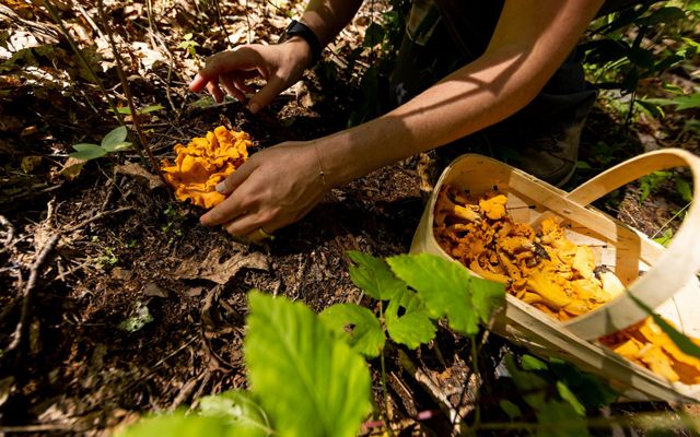 A person reaches down to gently cup a chanterelle mushroom before cutting and collecting it. A large basket sits nearby already full of foraged chanterelles.