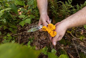 Two hands cup a freshly cut chanterelle mushroom collected from a forest floor.