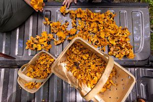 Looking down onto the bed of a pickup truck. The open gate is covered with freshly cut and foraged chanterelle mushrooms. Two baskets are also full of mushrooms.