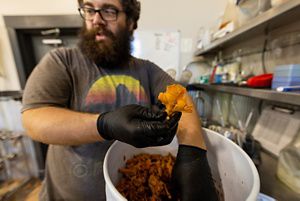 A man sorts through orange chanterelle mushrooms gathered in a tall plastic bucket. Metal shelves line the wall next to him storing beer brewing ingredients and supplies.