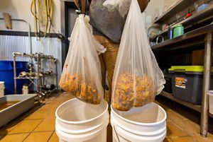 A man standing in the brewing room of a brewery holding two mesh bags filled with chanterelle mushrooms.