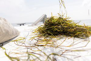 Eelgrass strands are mounded in a pile on the deck of a small boat. A white mesh bag already filled with seagrass sits nearby.