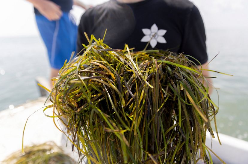 A man holds a large, thick bundle of eelgrass stands collected from a coastal bay meadow.