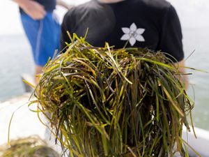A man holds up a large, thick bundle of long eelgrass shoots collected in a Virginia coastal bay.