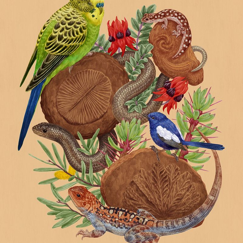 an illustration of animals and fossils that are found in Nilpena Ediacara National Park in Australia