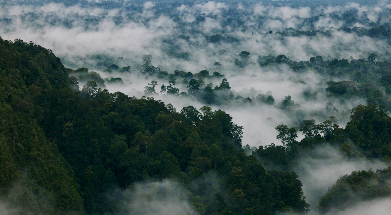 A rainforest shrouded in clouds.